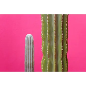 Organic Cactus Plants